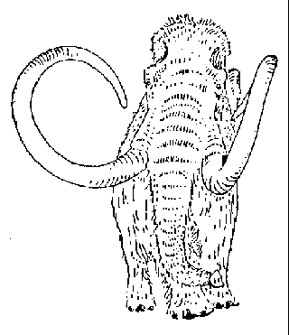 Mammut nach E.Kuhn-Schnyder,UFAS1,1968,49. 
